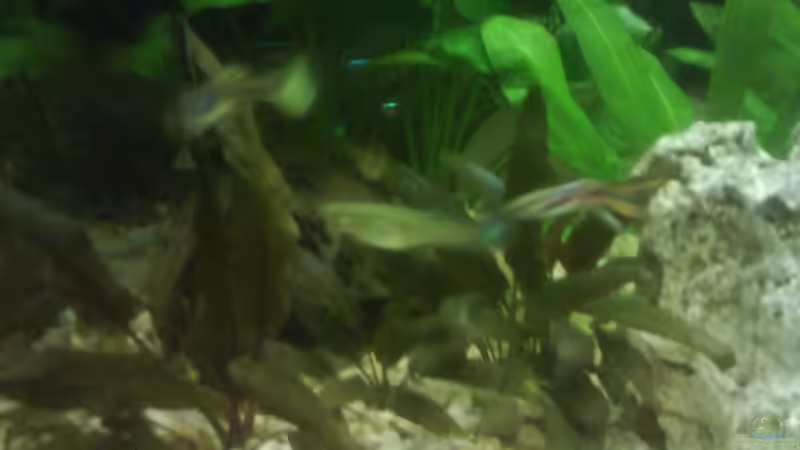 Pflanzen im Aquarium Becken 10031 von Carlos Eduardo (7)