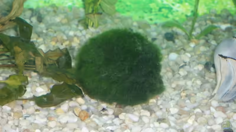 Pflanzen im Aquarium Becken 10052 von Maximilian Liebl (3)