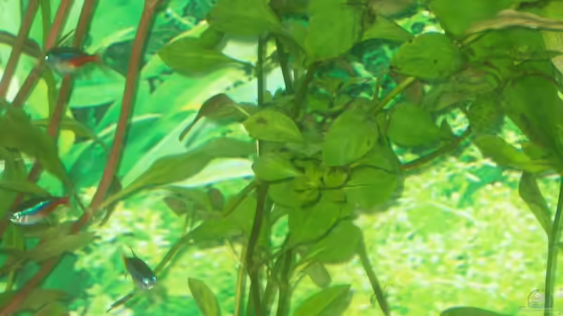 Pflanzen im Aquarium Becken 10052 von Maximilian Liebl (6)