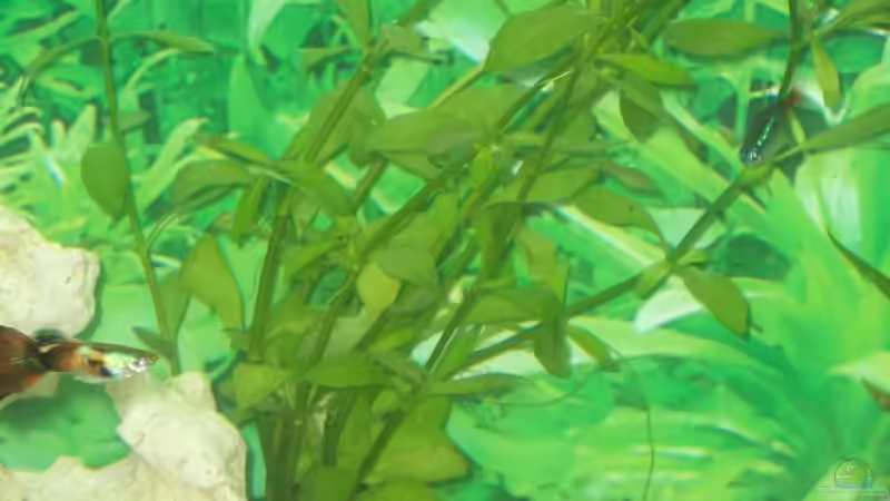 Pflanzen im Aquarium Becken 10052 von Maximilian Liebl (7)