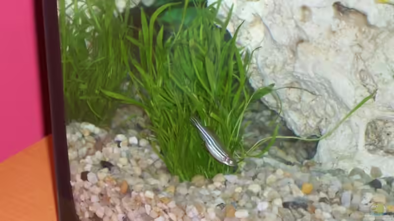 Pflanzen im Aquarium Becken 10052 von Maximilian Liebl (8)