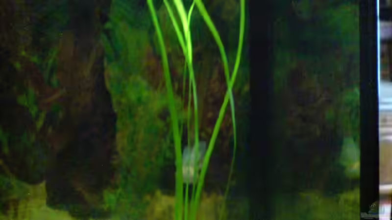 Pflanzen im Aquarium Becken 10057 von Johannes Krieger (6)