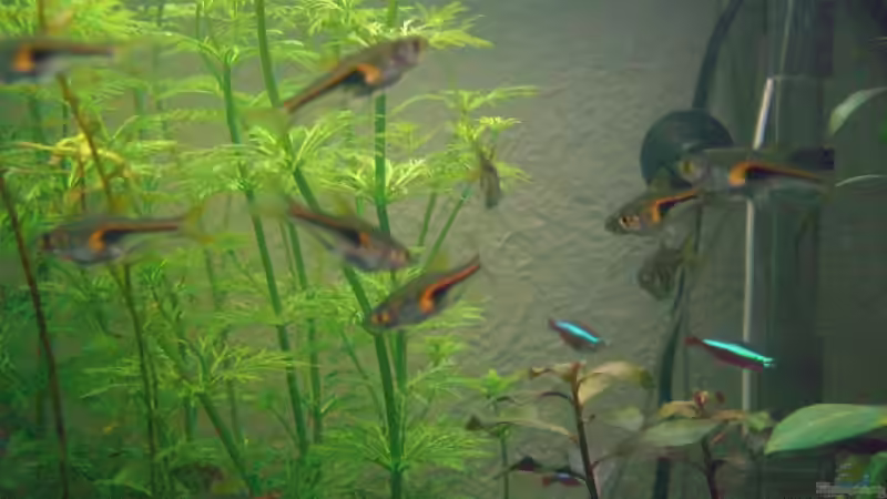 Pflanzen im Aquarium Becken 10085 von Bettina Meyer (3)