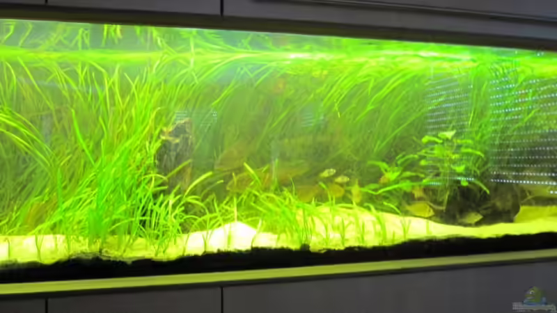 Pflanzen im Aquarium Becken 10090 von Barbara Langenberger (10)