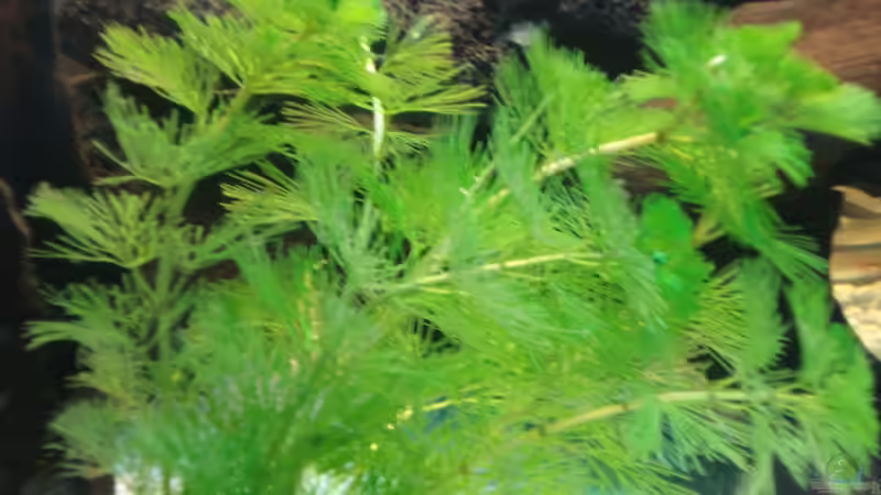 Pflanzen im Aquarium Becken 10101 von stone (11)