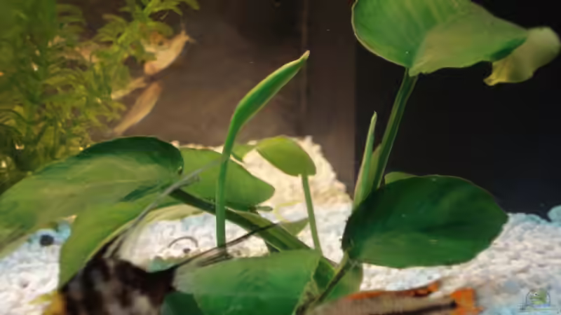 Pflanzen im Aquarium Becken 10101 von stone (12)