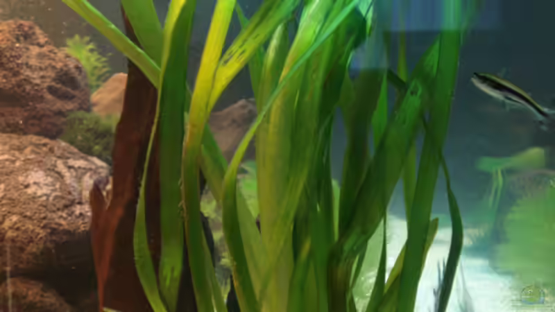 Pflanzen im Aquarium Becken 10101 von stone (13)