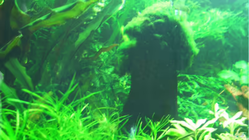 Pflanzen im Aquarium Becken 1011 von Mirko Ritter (11)