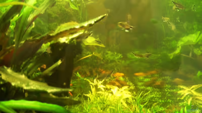 Pflanzen im Aquarium Becken 1011 von Mirko Ritter (9)