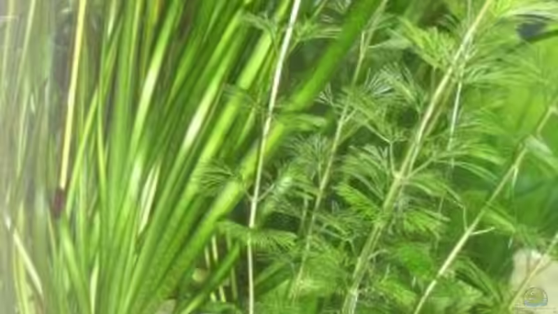 Pflanzen im Aquarium Becken 10120 von Marco K. (3)