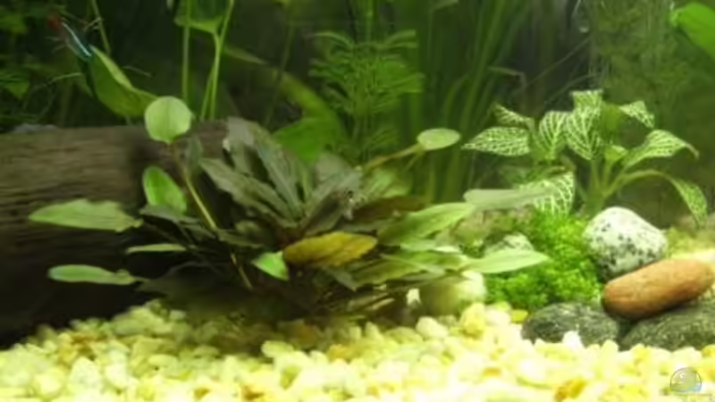 Pflanzen im Aquarium Becken 10120 von Marco K. (4)