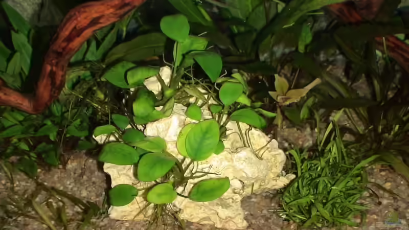 Pflanzen im Aquarium Becken 10169 von oxmox78 (4)