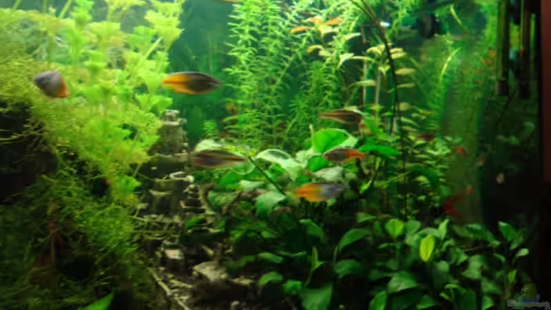 Pflanzen im Aquarium Becken 10171 von Nils G. (3)