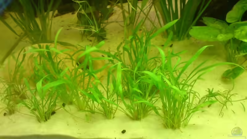 Pflanzen im Aquarium Becken 10175 von Oliver Hüttner (4)