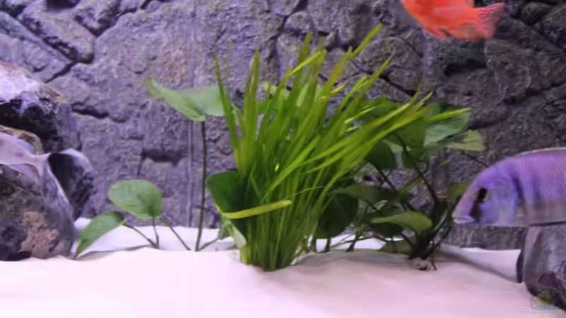 Pflanzen im Aquarium Becken 10184 von Johannes Krieger (7)