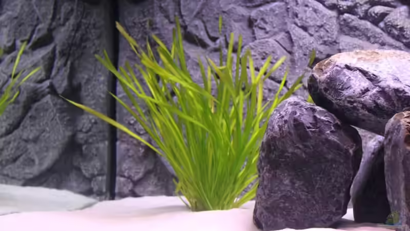 Pflanzen im Aquarium Becken 10184 von Johannes Krieger (8)