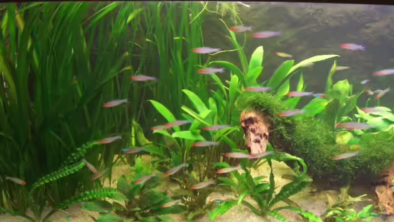 Pflanzen im Aquarium Becken 1019 von Robert Ellinger (5)