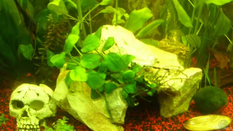 Pflanzen im Aquarium Becken 10256 von Kerstin Fahn (2)