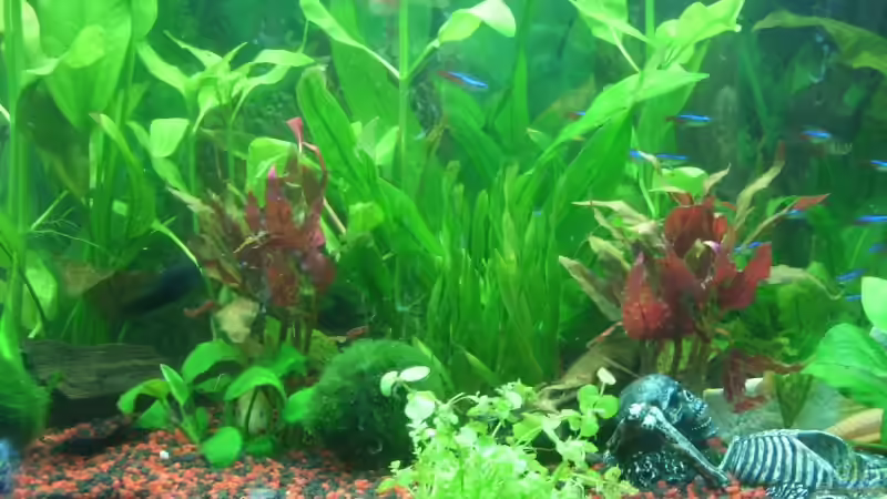 Pflanzen im Aquarium Becken 10256 von Kerstin Fahn (5)