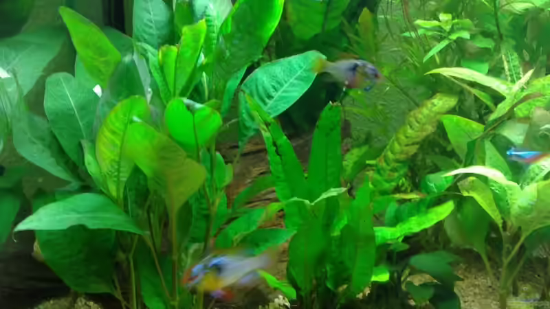 Pflanzen im Aquarium Becken 10258 von Marvao (4)