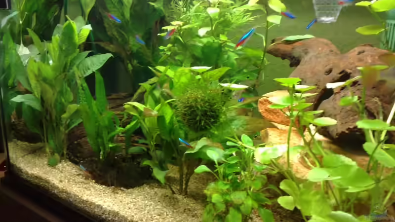 Pflanzen im Aquarium Becken 10258 von Marvao (5)