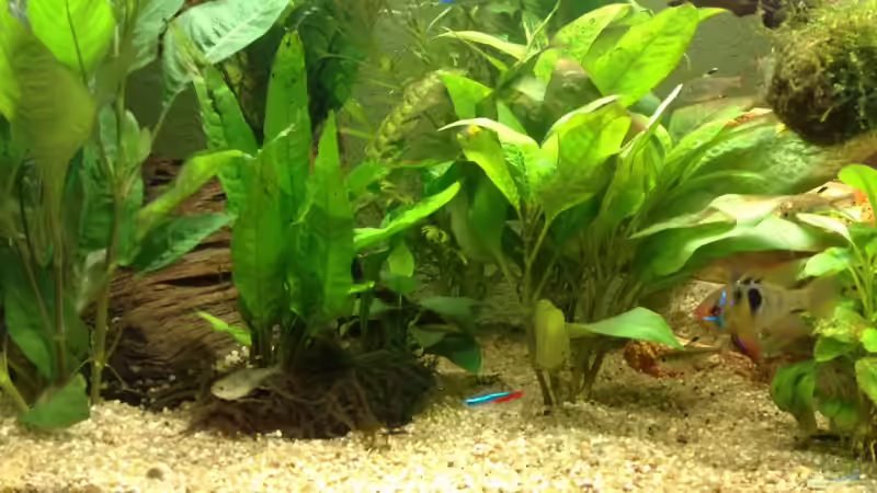 Pflanzen im Aquarium Becken 10258 von Marvao (6)