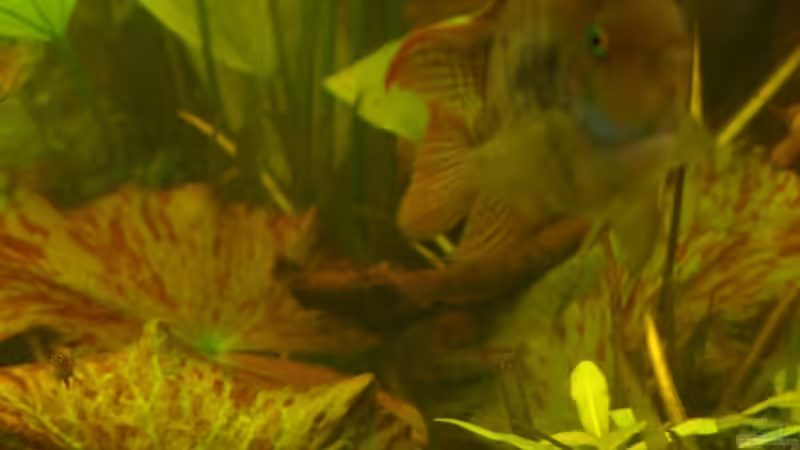 Pflanzen im Aquarium Becken 10279 von Liane Stechert (2)