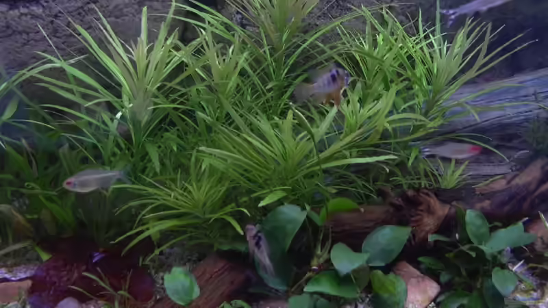 Pflanzen im Aquarium Becken 10281 von Dirk72 (6)