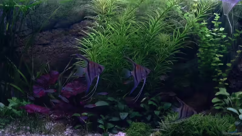 Pflanzen im Aquarium Becken 10281 von Dirk72 (8)