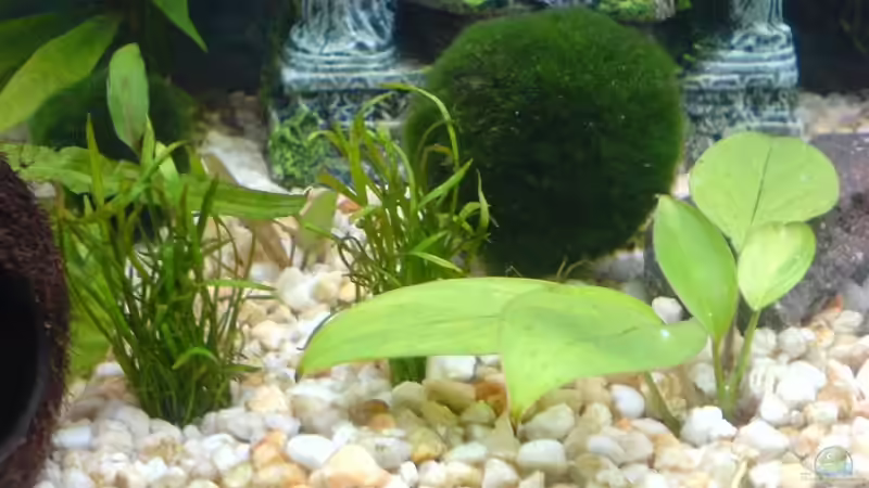 Pflanzen im Aquarium Becken 10290 von Oli (4)