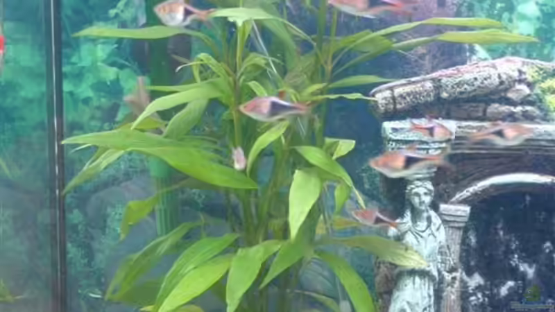 Pflanzen im Aquarium Becken 10290 von Oli (5)