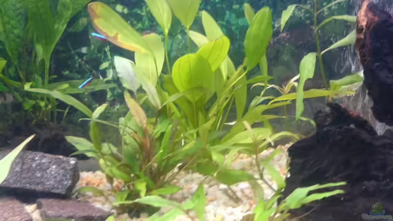 Pflanzen im Aquarium Becken 10290 von Oli (7)