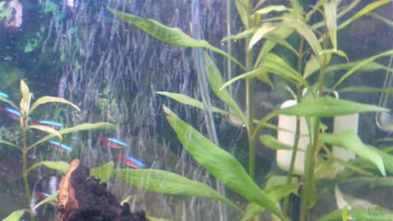 Pflanzen im Aquarium Becken 10290 von Oli (8)