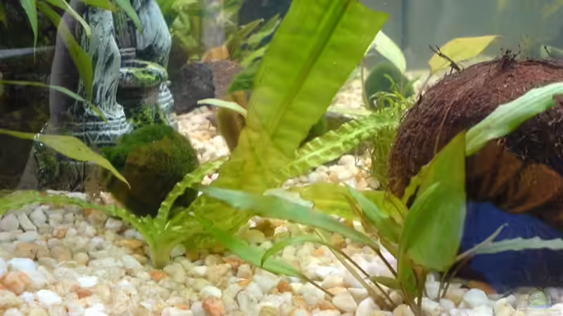 Pflanzen im Aquarium Becken 10290 von Oli (9)