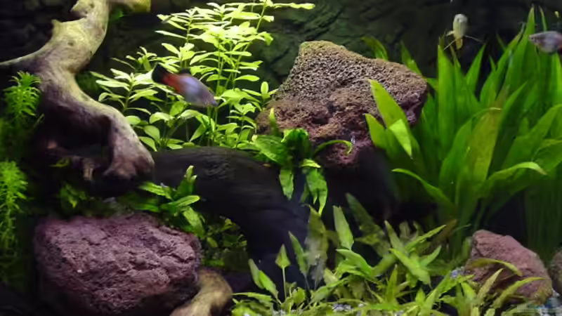 Pflanzen im Aquarium Becken 1032 von Harry van Scherpenzeel (4)