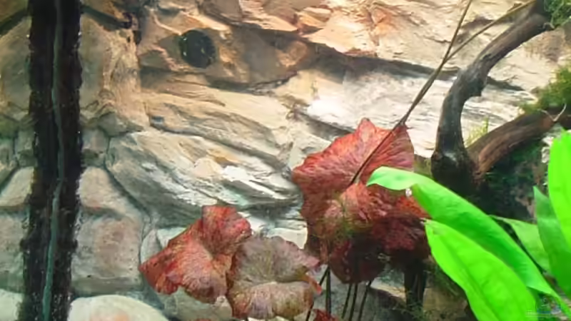 Pflanzen im Aquarium Becken 10343 von MichaelS (3)