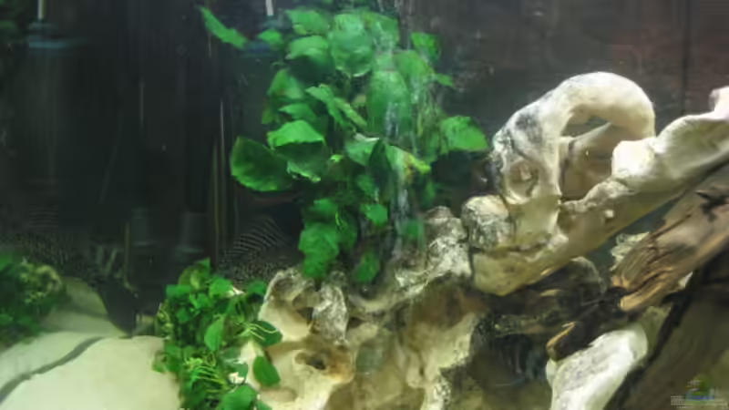 Pflanzen im Aquarium Becken 1036 von Bjoern Spiegelhoff (4)