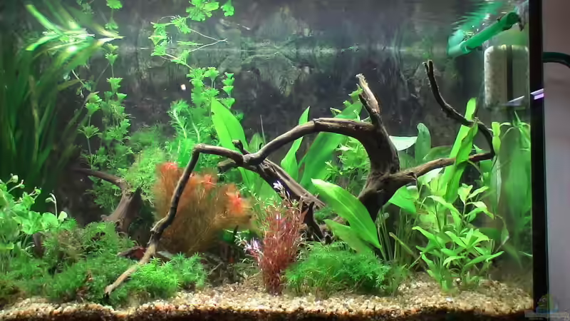 Pflanzen im Aquarium Becken 10375 von oxmox78 (3)