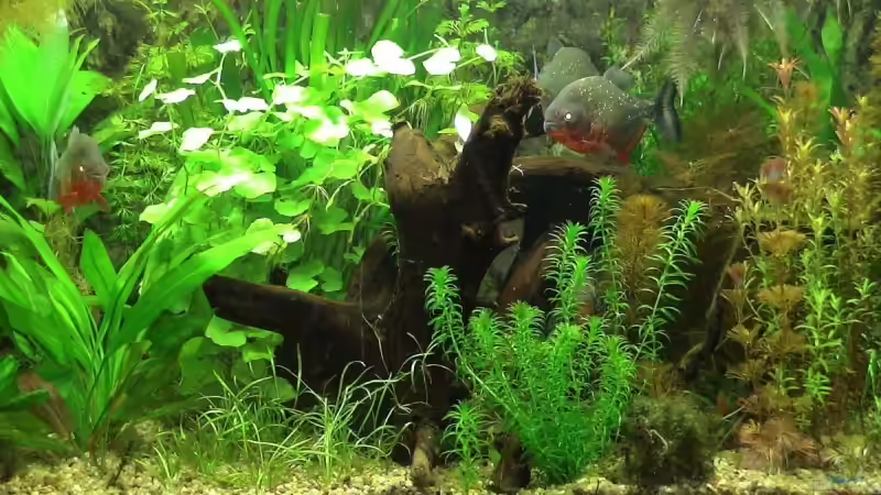 Pflanzen im Aquarium Becken 10375 von oxmox78 (5)