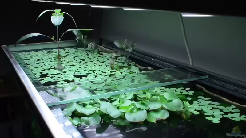 Pflanzen im Aquarium Becken 10375 von oxmox78 (7)