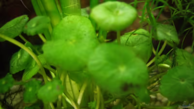 Pflanzen im Aquarium Becken 10380 von Franky Lunatic (9)