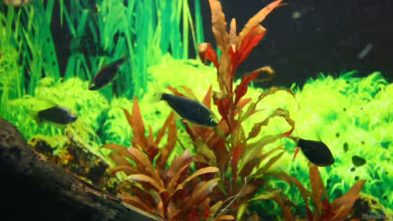 Pflanzen im Aquarium Becken 10384 von Stefan K (11)