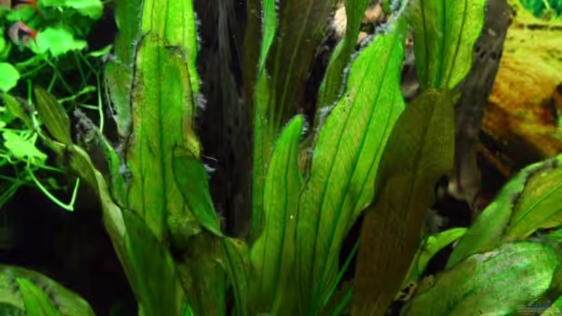 Pflanzen im Aquarium Becken 10384 von Stefan K (12)