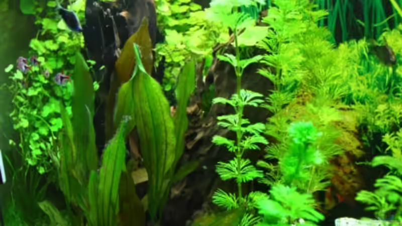 Pflanzen im Aquarium Becken 10384 von Stefan K (13)