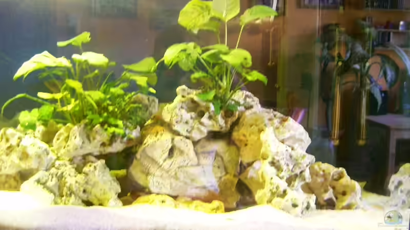 Pflanzen im Aquarium Becken 10401 von aurel69 (3)