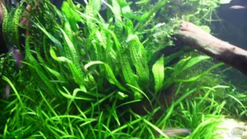 Pflanzen im Aquarium Becken 10423 von BMF (4)