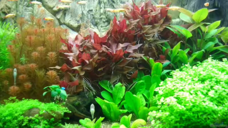 Pflanzen im Aquarium Becken 10440 von Marcel Simon (3)