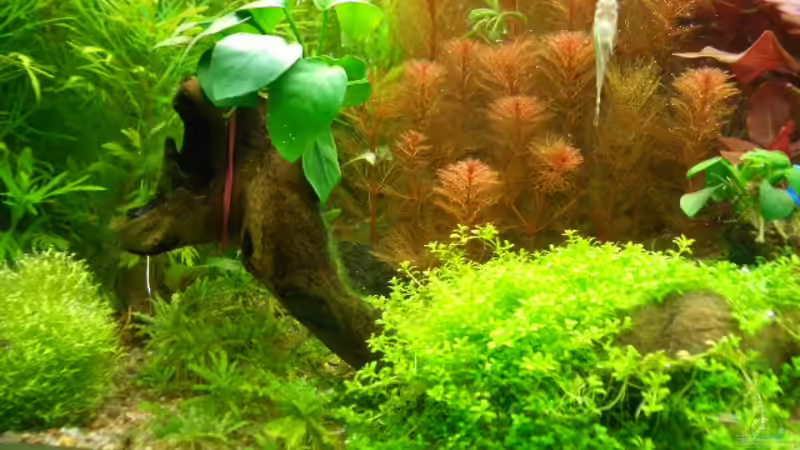 Pflanzen im Aquarium Becken 10440 von Marcel Simon (5)