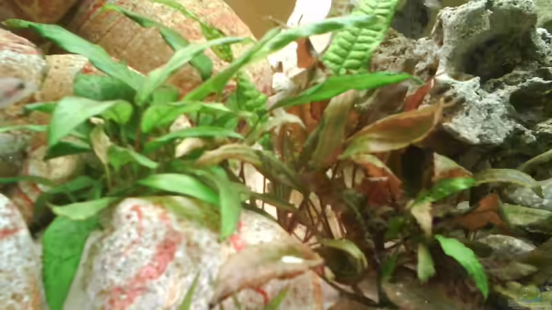 Pflanzen im Aquarium Becken 10456 von Bene92 (5)