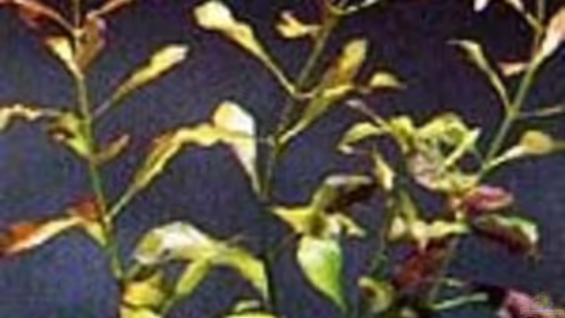 Pflanzen im Aquarium Becken 10459 von Christian Wertebach (10)